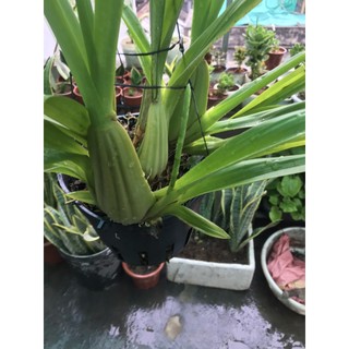 giò hoa lan vũ nữ mật ngọt