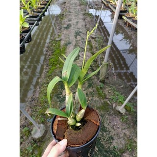 Hoa lan denro chớp sữa Enobi đang nụ hoa