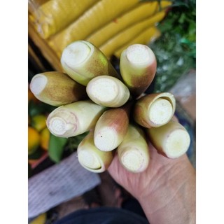 Củ niễng Thanh Hóa