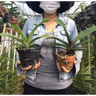 Đai Châu nụ hoa tết