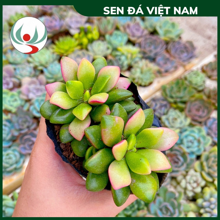 Sen Đá Xanh Hoa Sao size 5-8cm, XUẤT XỨ VIỆT NAM, ĐÃ THUẦN KHÍ HẬU, SIÊU KHOẺ ĐẸP, Lỗi 1 ĐỔI 1 SEN ĐÁ VIỆT NAM