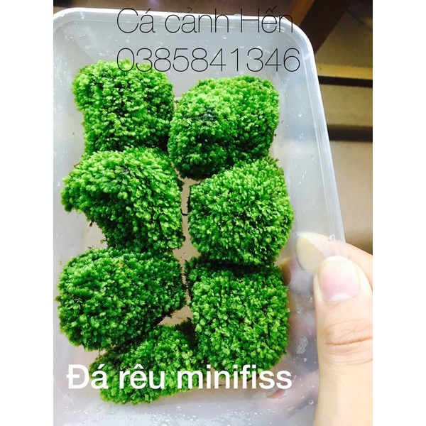 Đá rêu Minifiss lá nước siêu khoẻ , không cần đất nền và co2