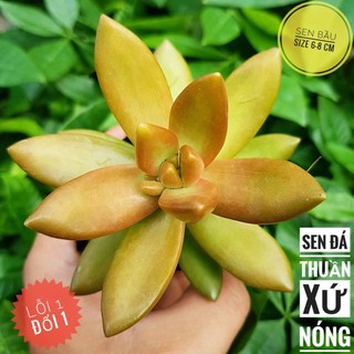 sen đá đá lửa 🍏 |FREESHIP| 🔥 XỨ NÓNG, ĐÃ THUẦN KHÍ HẬU, KHOẺ ĐẸP 🍏 LỖI 1 ĐỔI 1