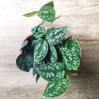 Chậu cứng Pothos Satin- Trầu bà Pháp