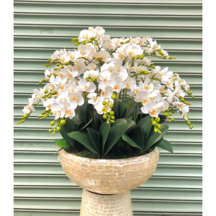 Hoa lan cao su loại 7 bông siêu đẹp. Ảnh shop tự chụp 100%