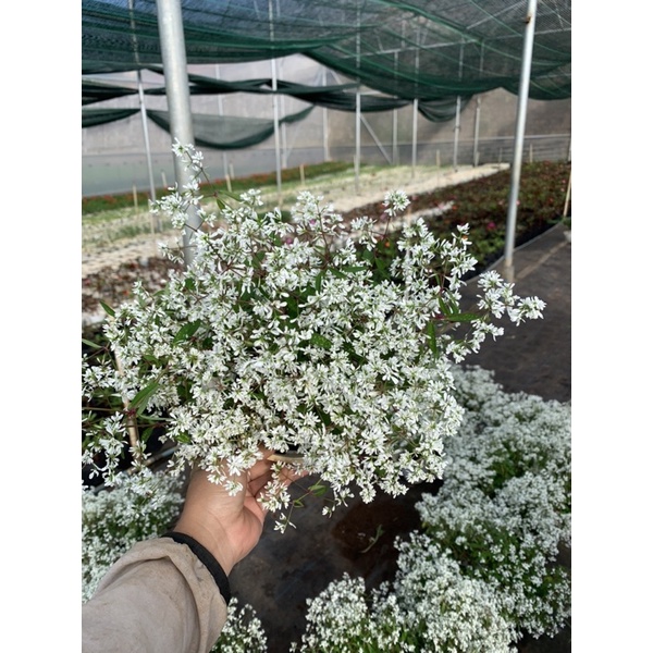 Cây hương tuyết cầu _ Nhà vườn Hoa Linh