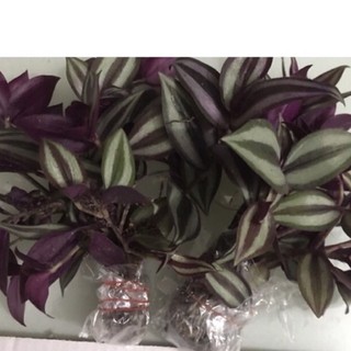 Dây thài lài tía