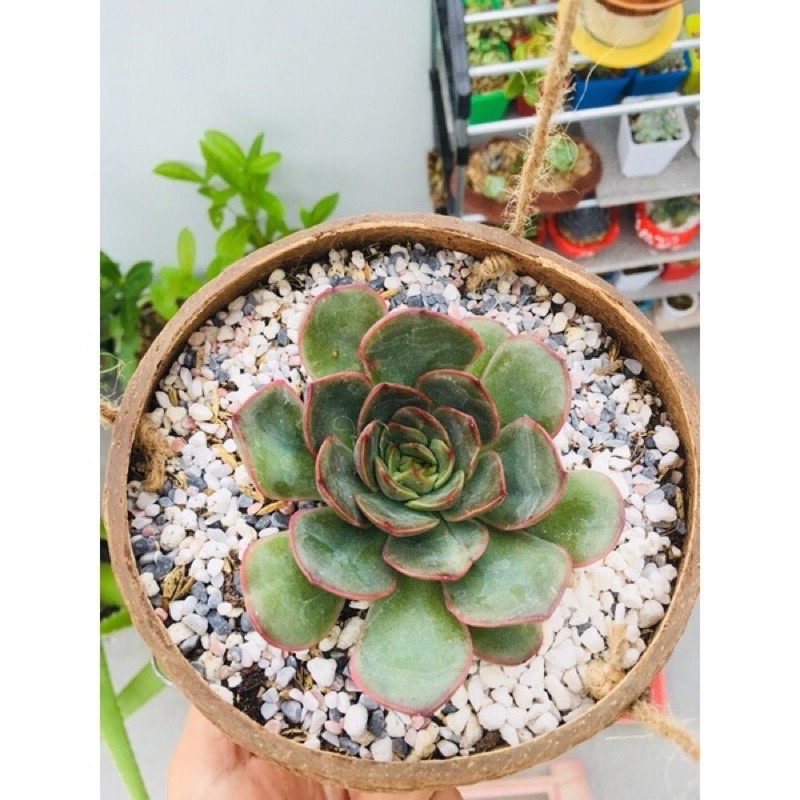 Gáo dừa trồng sen đá kèm móc