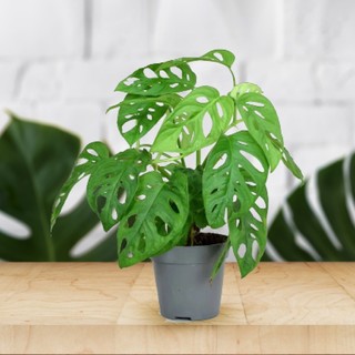 Chậu mềm giống Monstera adansonii trầu bà lỗ 🌼