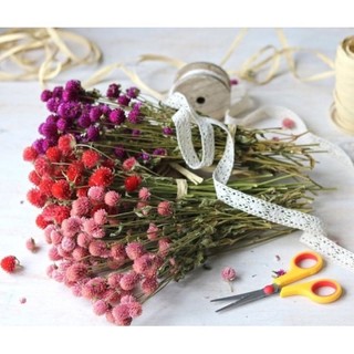 Hoa khô Cúc bách nhật vintage cắm trang trí, decor phòng, làm bó hoa mini, làm thiệp, đạo cụ chụp ảnh - Lavan Home