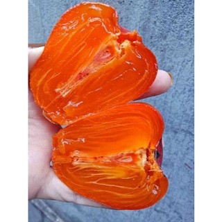 Cây Giống Hồng trứng đà Lạt ( hàng ghép giống chuẩn )
