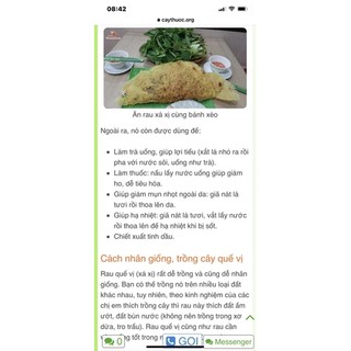 Chậu mềm rau quế vị (xá xị)