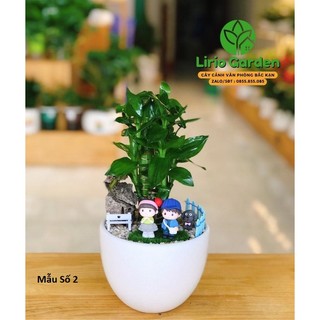 [ Quà Tặng Kèm ] Cây trúc phú quý