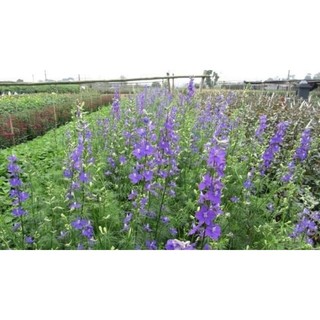 hạt giống hoa violet tím