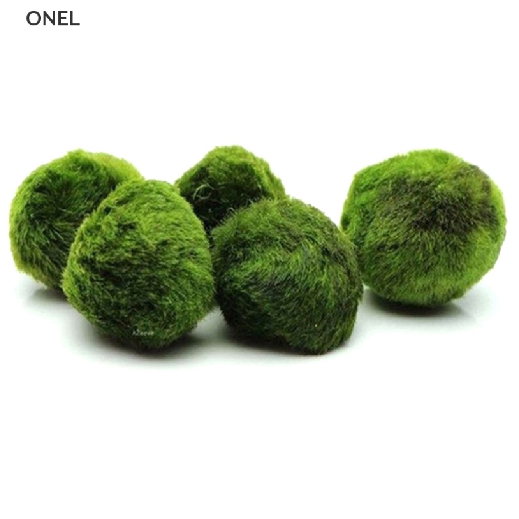 On Quả Cầu Marimo 2-3cm Cá Tôm Tảo Trang Trí my
