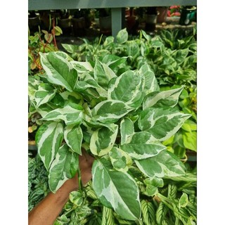 Chậu cây trầu bà sữa - Epipremnum Aureum