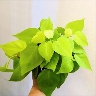 Trầu bà trầu bà vàng lá tim/ Philodendron Hederaceum 'Lemon Lime🍀