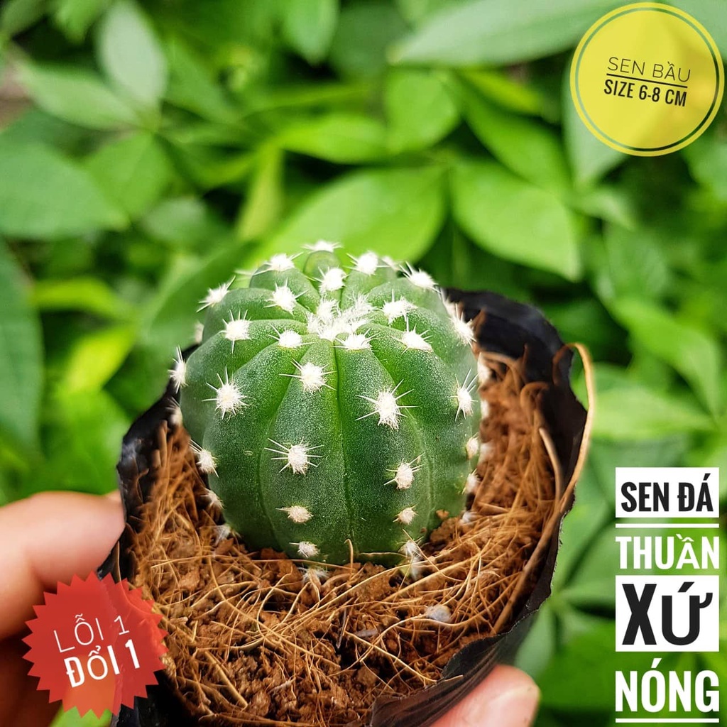 Xương rồng echino nhỏ🍏 |FREESHIP| 🔥 XỨ NÓNG, ĐÃ THUẦN KHÍ HẬU, KHOẺ ĐẸP 🍏 LỖI 1 ĐỔI 1