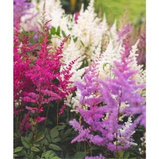 HOA 🌹 TẾT 🌸Hạt Giống Hoa Hạnh Phúc(1 gói tặng kèm phân bón )