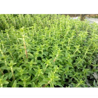 Hạt giống rau Ngổ (ngò điếc, ngò om, ngò thơm, ngổ đắng, ngổ trâu, ngổ đất) 200hạt