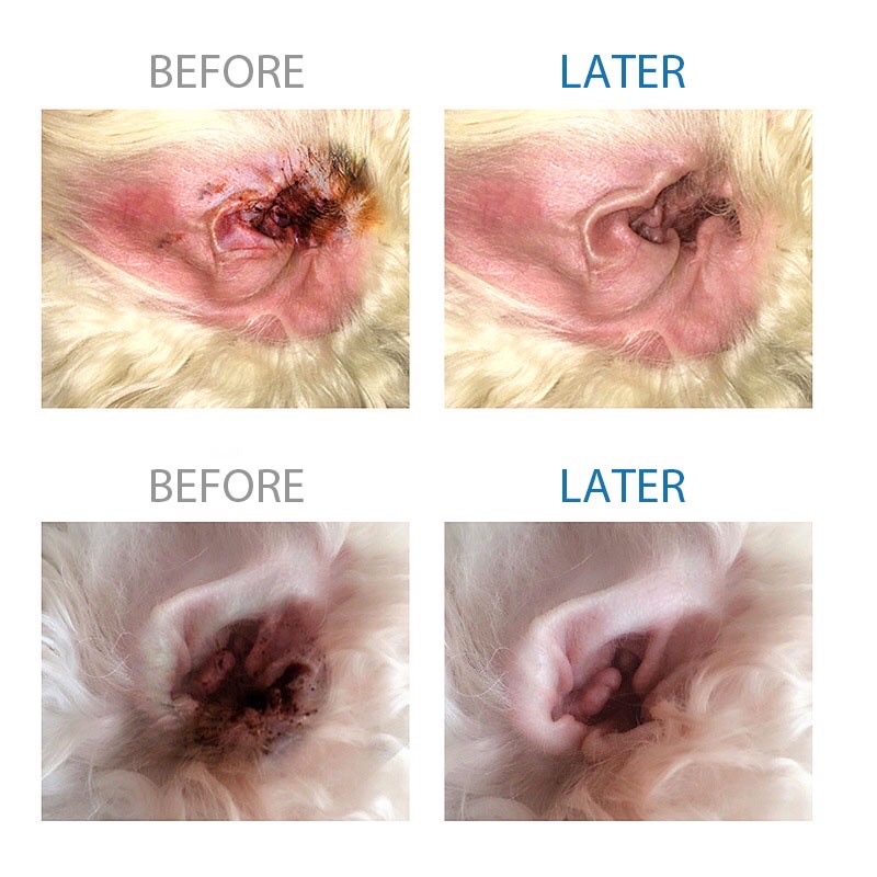 Dung Dịch Rửa Tai, Vệ Sinh Làm Sạch Ráy Tai, Ve Bọ, Khử Mùi Hôi Tai Chó Mèo