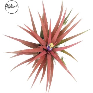 Tillandsia Ionantha - Cây Không Khí Thạch Thảo - Cây Bán Cạn