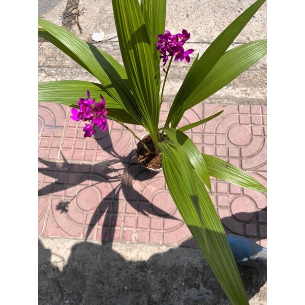 Cây Địa Lan Tím