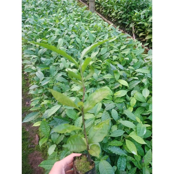 6 Cây chè Shan tuyết