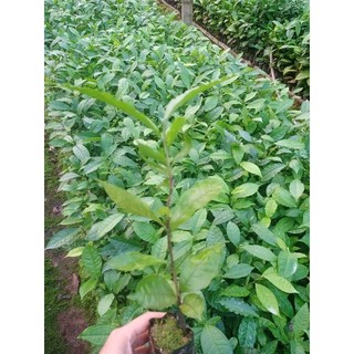 6 Cây chè Shan tuyết