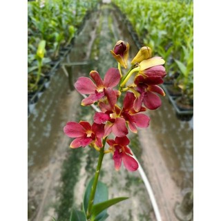 Hoa lan denro nắng đỏ măng cụt