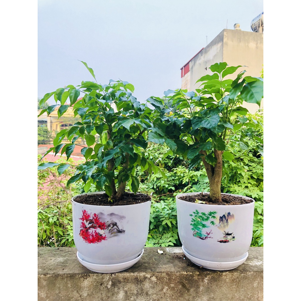 Cây hạnh phúc - Cây cảnh để bàn