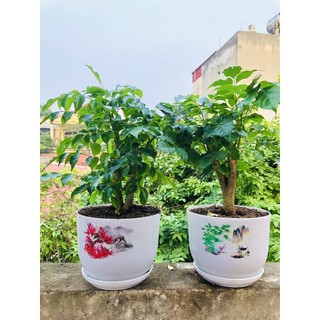 Cây hạnh phúc - Cây cảnh để bàn