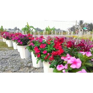 Dừa cạn đứng mix màu HOA TẾT( 100 Hạt)
