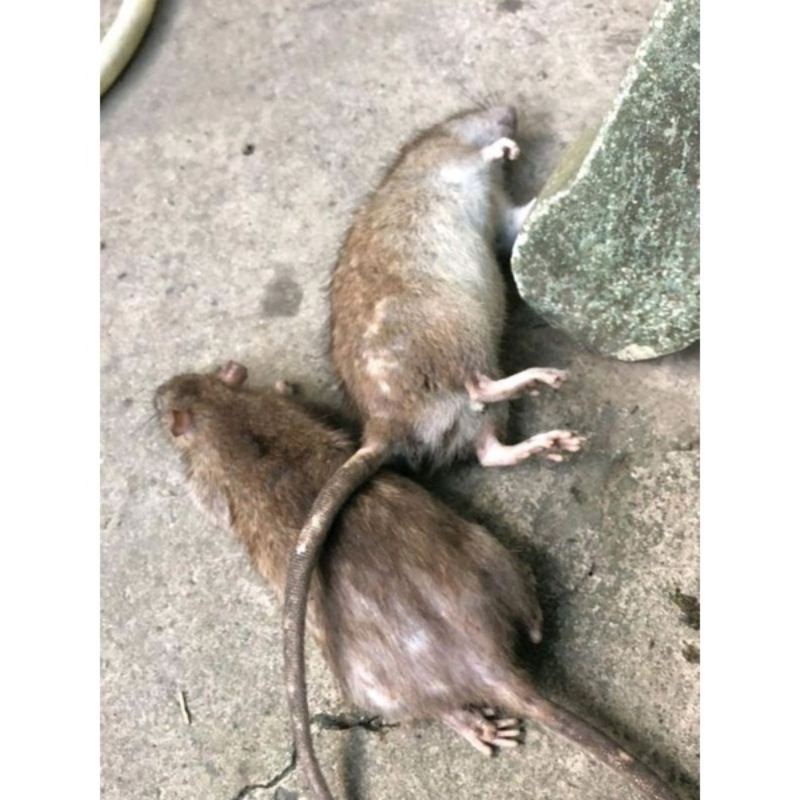 Bẫy bả chuột sinh học gói 50g ăn toàn cho người vật nuôi