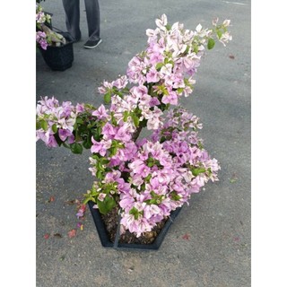 [Hoả tốc HCM] Chậu cây Bông giấy tím tuyết dáng tree