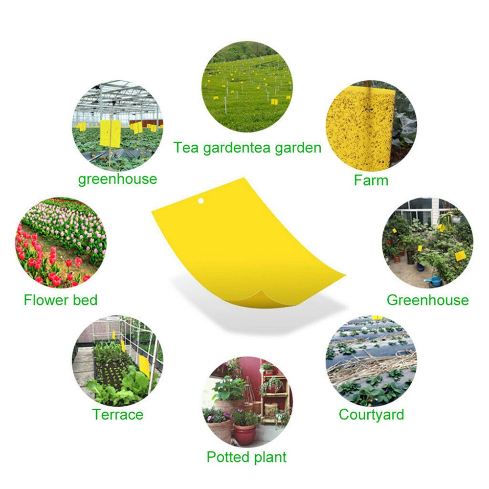 Set 10 Miếng Dán Hai Mặt Bắt Côn Trùng Màu Vàng Và Xanh Dương