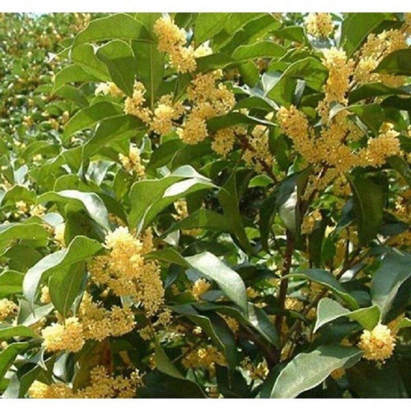 Cây Mộc Hương Ta Trưởng Thành 70cm Hoa Thơm Phức