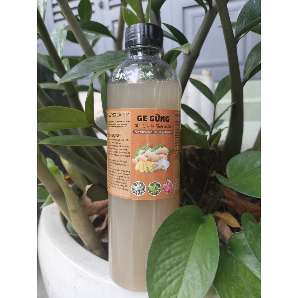 GE Gừng - 500ml - Phân bón hữu cơ, kích kie, kích mầm, kích rễ.
