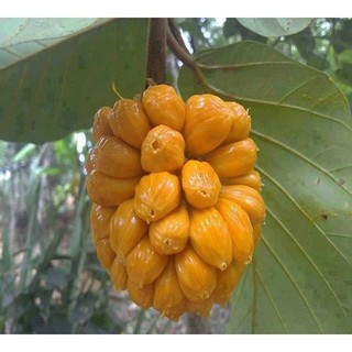 Cây Mít Tố Nữ Siêu Trái