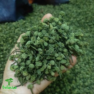 Nụ hoa tam thất bao tử khô, thơm hàng chuẩn Dược Liệu Quý Lai Châu