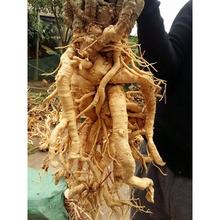 Củ đinh lăng 5kg
