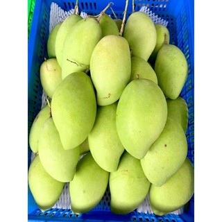 Xoài cát hoà lộc cao lãnh 1 trái loại 1
