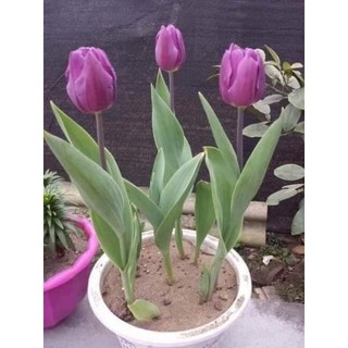 củ hoa tuylip chuẩn tết