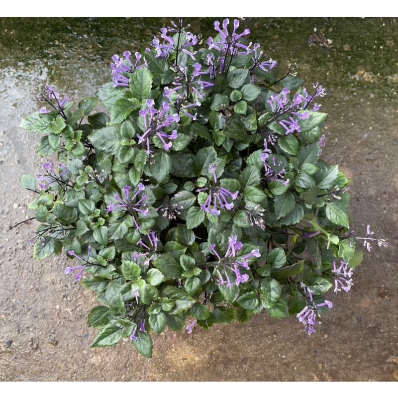 Plectranthus ‘Mona lavender’ / oải hương NPhi
