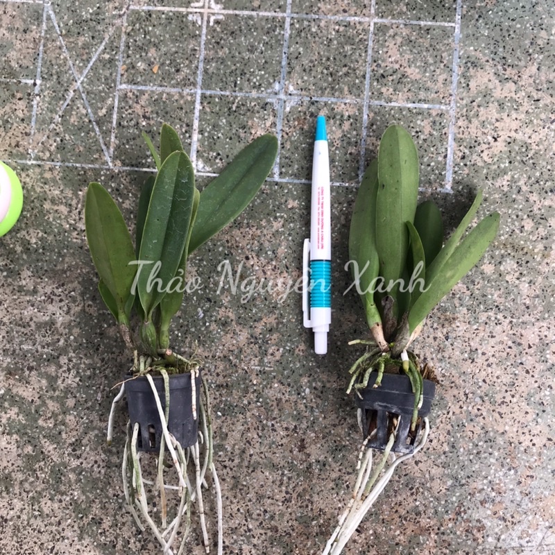 Cattleya mini siêu thơm Rlc.Mayor Yamasaki