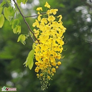 Cây hoa muồng hoàng yến