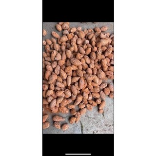 Nghệ củ xà cừ đỏ cho gà chọi