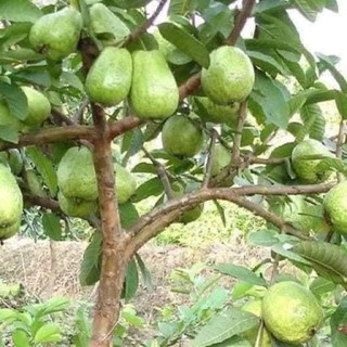 Ổi lê lùn đài loan thích hợp trồng chậu mua 5 cây tặng 1 cây