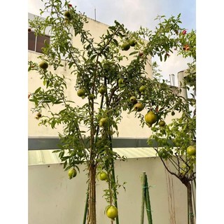 Cây 🌲 Lựu Thái  (siêu trái ) cao 1m6 đến 1m7