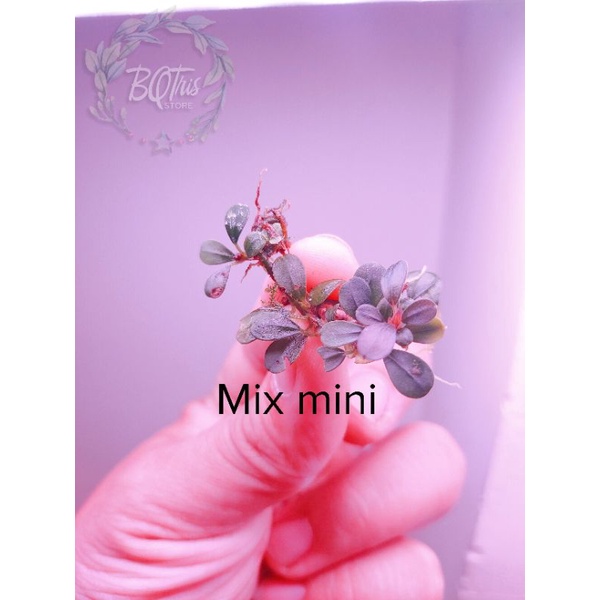 Bucep Mix mini | cây thủy sinh | hàng ngọn | lá cạn | siêu rẻ